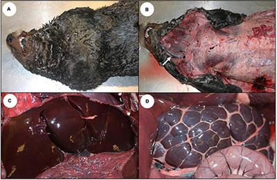 Clinical Signs and Pathology Associated With Domoic Acid Toxicosis in Southern Sea Otters (Enhydra lutris nereis)